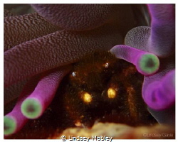 Crab in an anemone by Lindsey Mobley 
